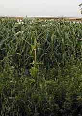Am Rand eines Maisfeldes auf dem Stootburg.