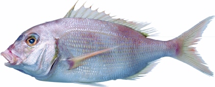 Der Tilapia-Fisch