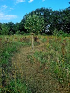 Streuobstwiese im Baugebiet an der Sonderburgstraße