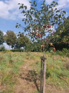 Streuobstwiese im Baugebiet an der Sonderburgstraße