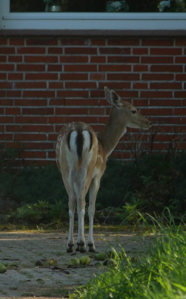 Damwild in Wippingen