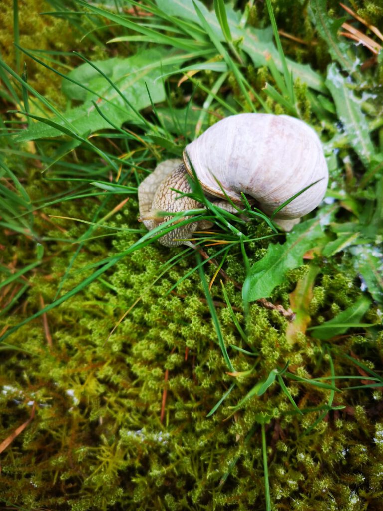 Weinbergschnecke