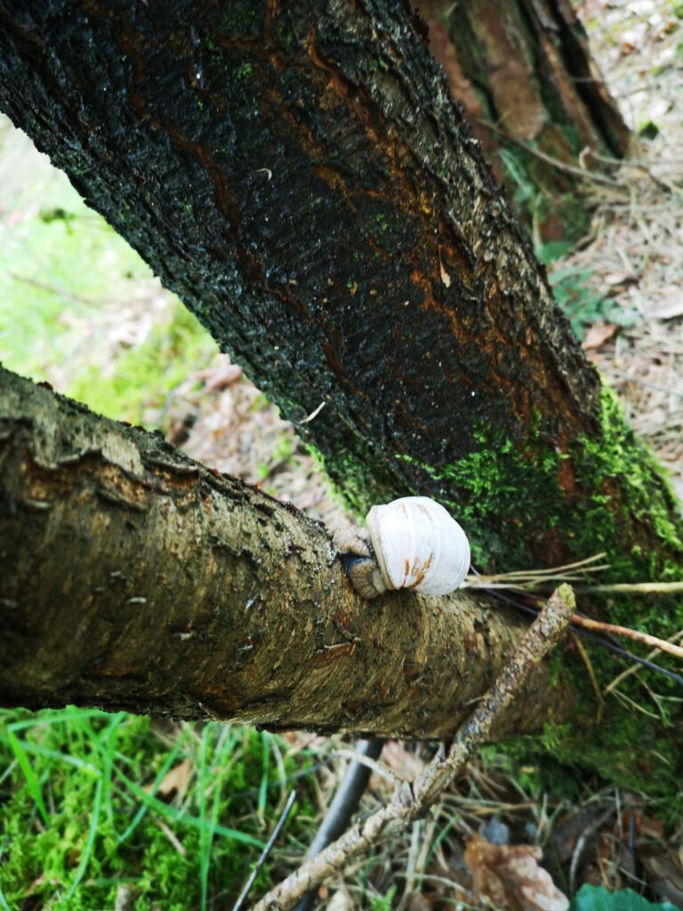 Weinbergschnecke