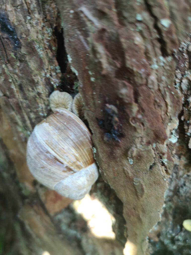 Weinbergschnecke