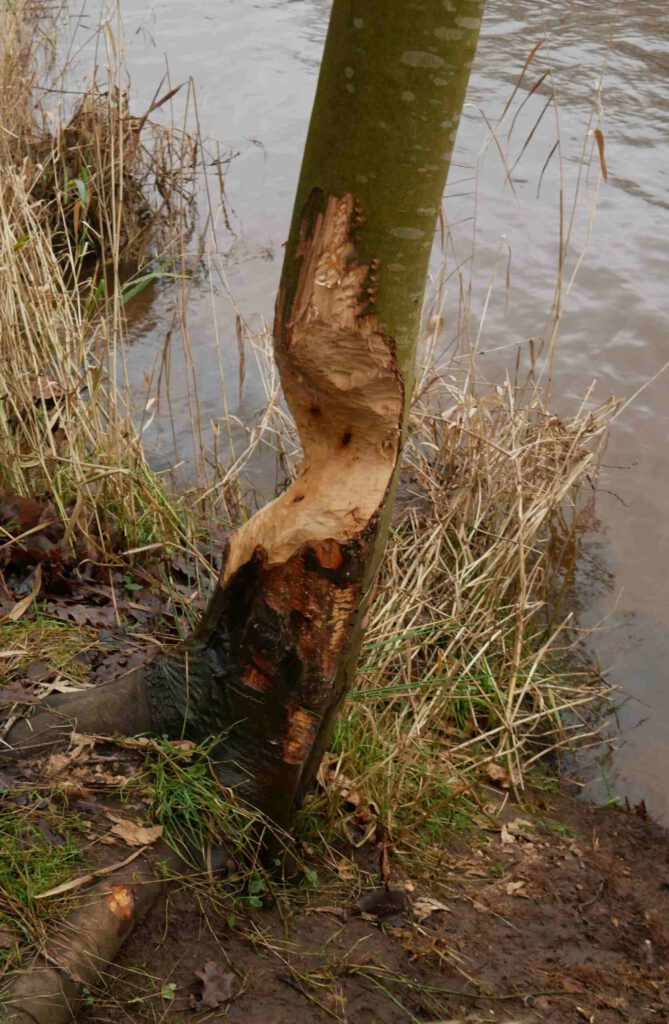 Biber-Fraßspuren am Ems-Seitenkanal